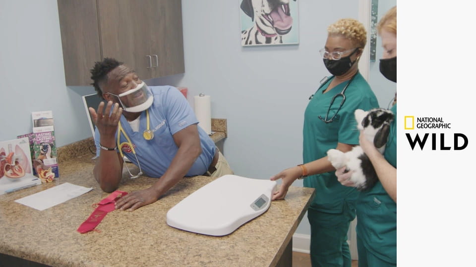 Critter Fixers - zwierzęcy cudotwórcy S5E7 - Syczące węże i inne nieszczęścia