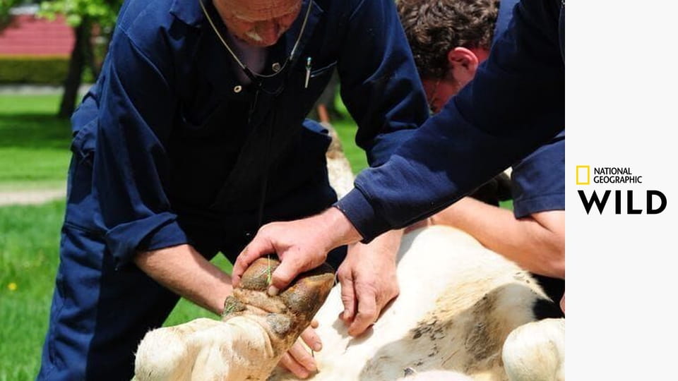 Niezwykły dr Pol S10E10 - Niesforny szczeniak