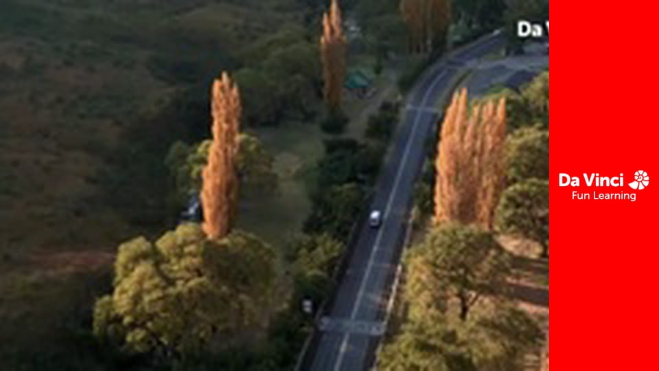 Siyaya - Veniți cu noi în sălbăticie - Golden Gate