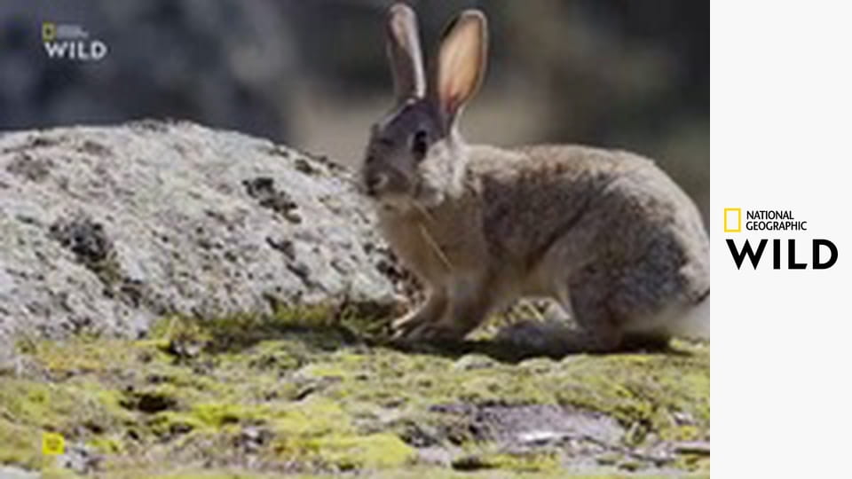 В мире дельфинов с Берти Грегори
