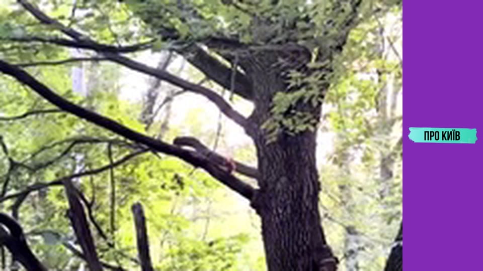 Головна Лиса гора Києва. Що тут реально відбувалось?