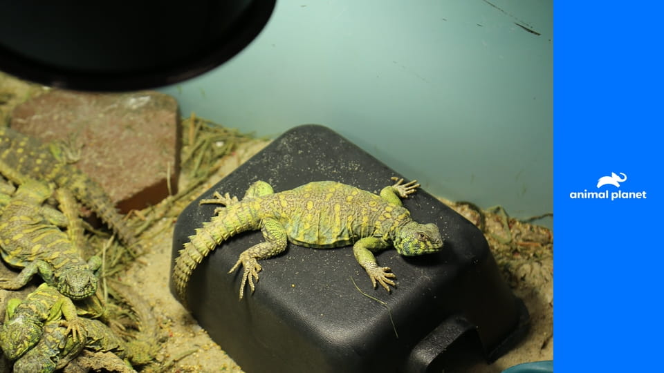 ZOO S5E3 - Mláďata v Queensu