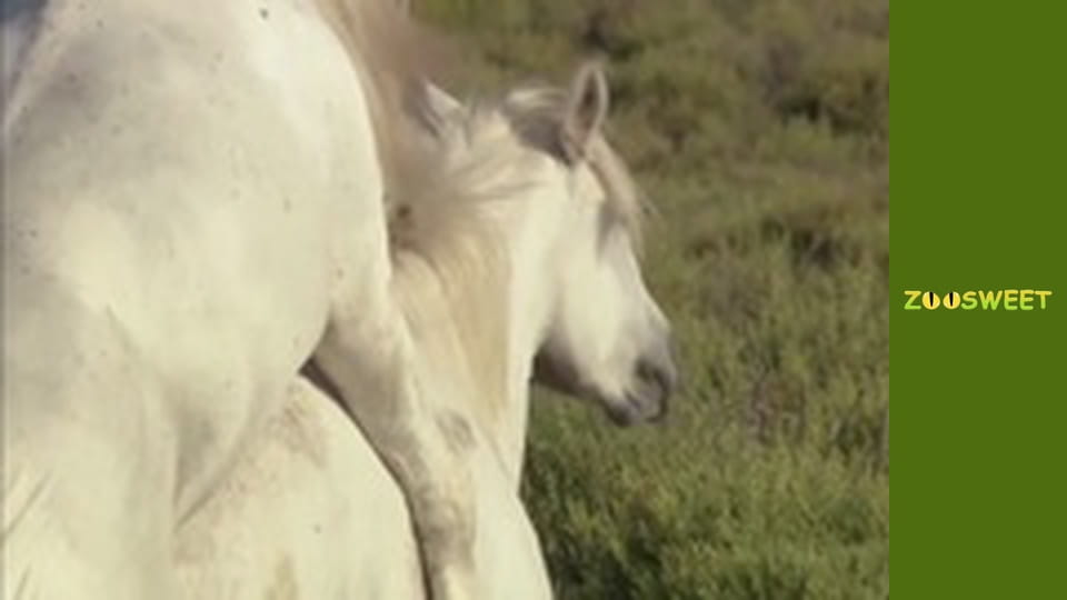 Wild Animals - episode 6