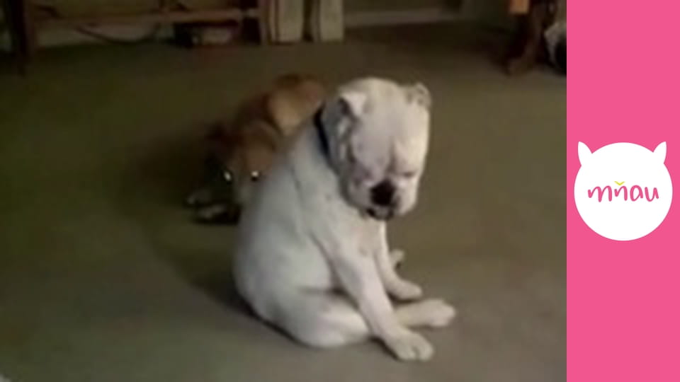 Psí dobrodružství