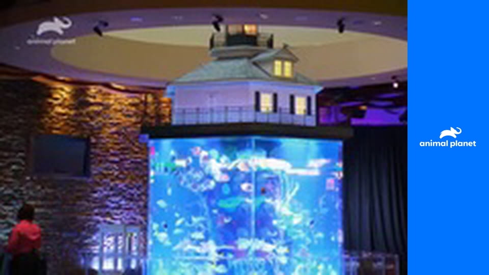 Аквариумный бизнес S8E8 - Гангстерский аквариум