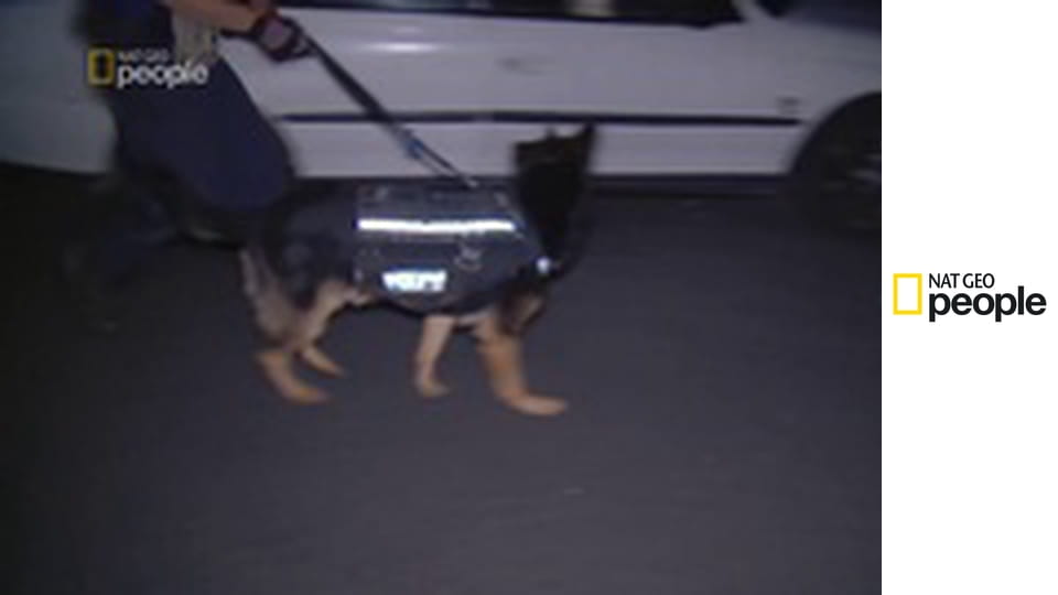 Psy na służbie S12E6