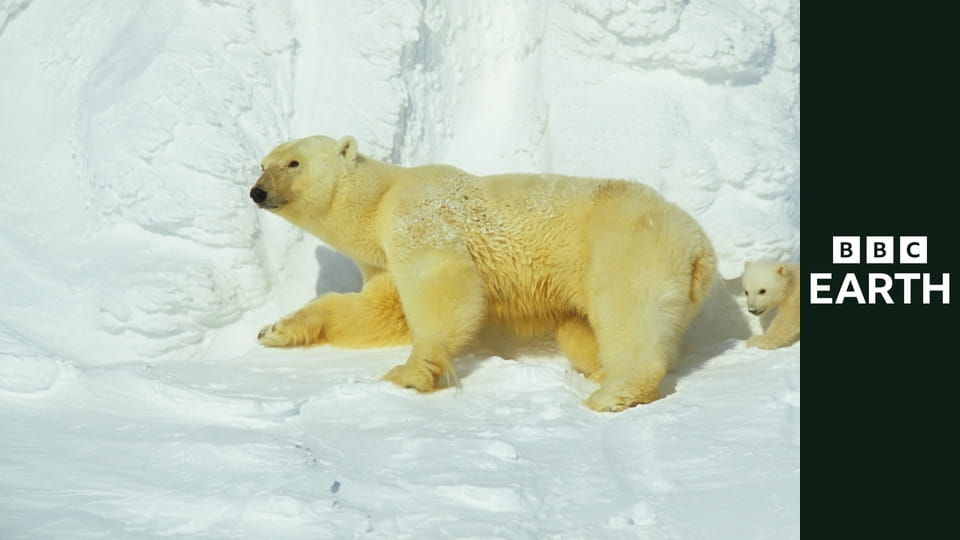 Planeta Ziemia S1E9 - Płytkie morza