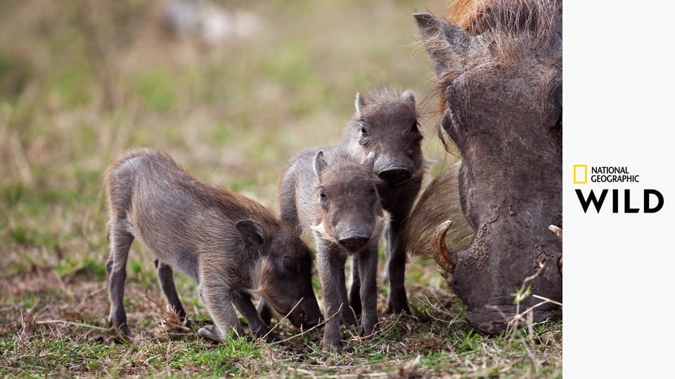Instinkty zabijáka S1E3 - Faktor strachu