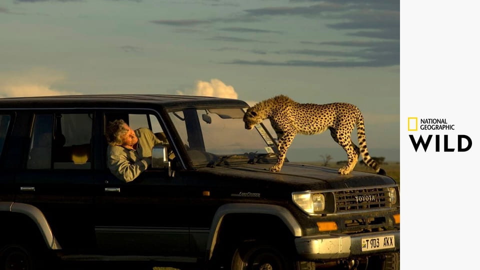Кошачьи войны: лев против гепарда