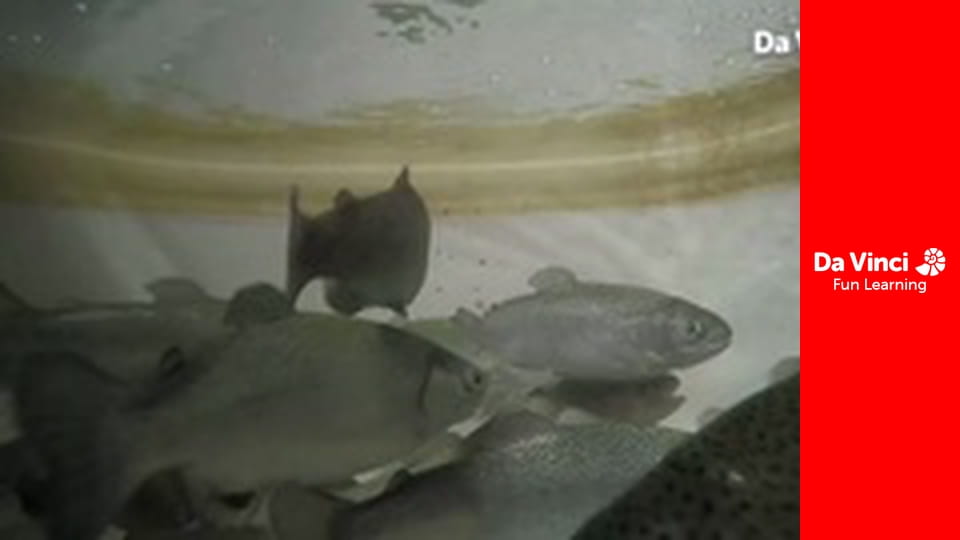 Futuris - Jocurile împotriva diabetului