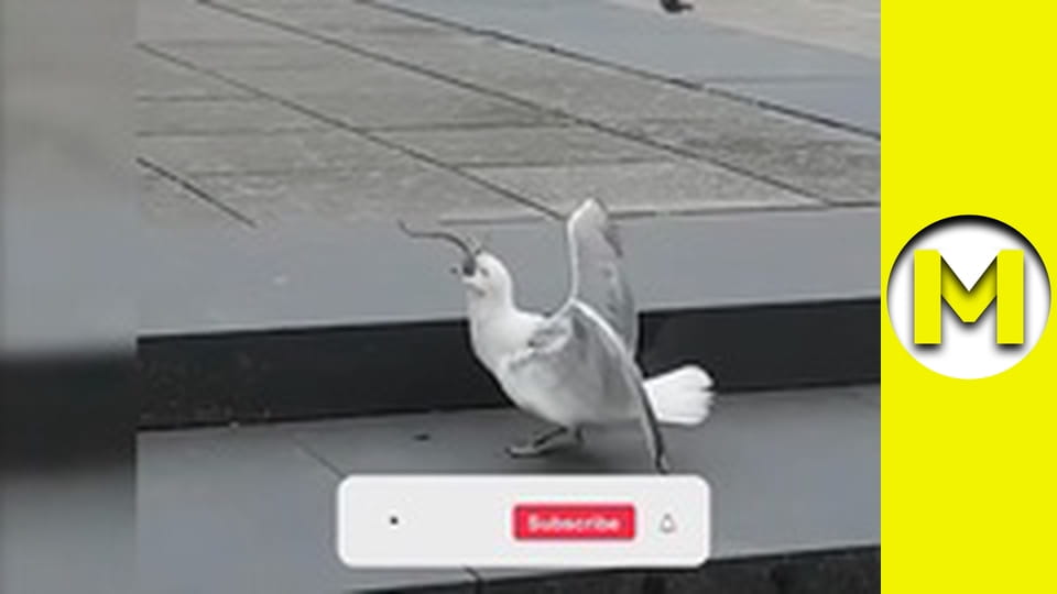 Max TV - season 1 - episode 92