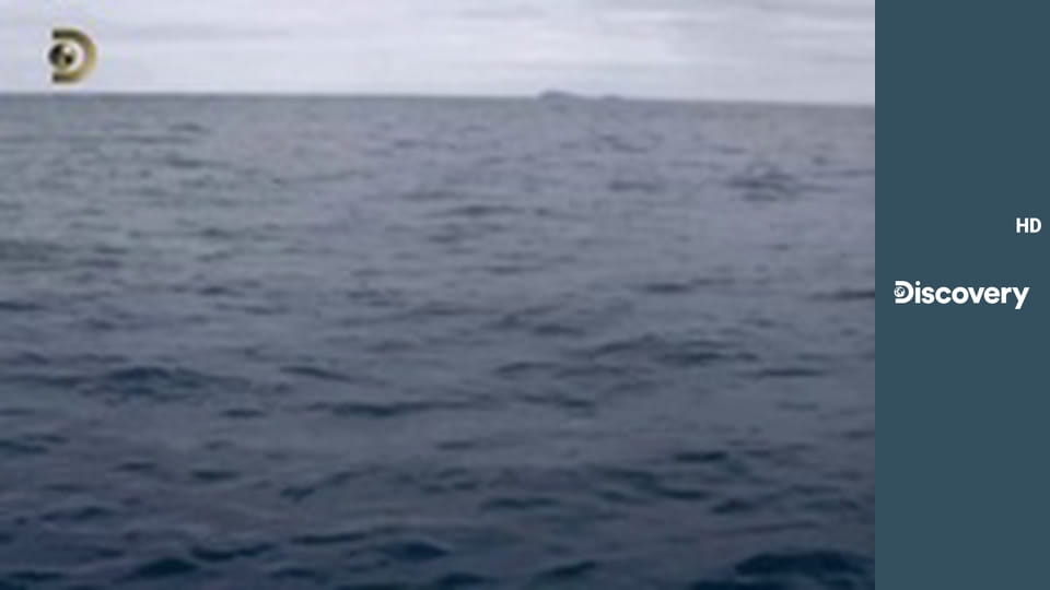 Войны за моллюсков S4E2