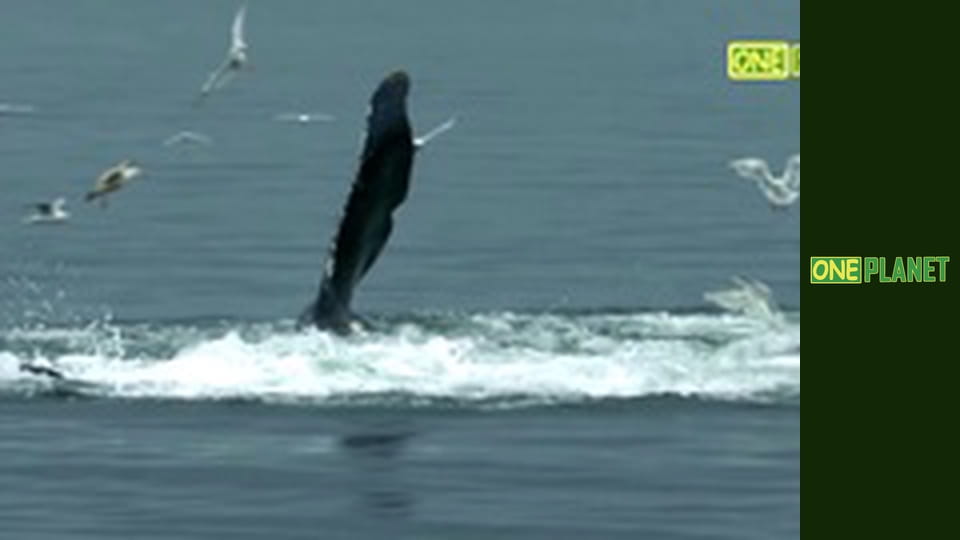 Гениальные морские охотники, 1 эп.