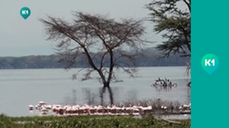 "Світ_огляд з Машею Себовою".