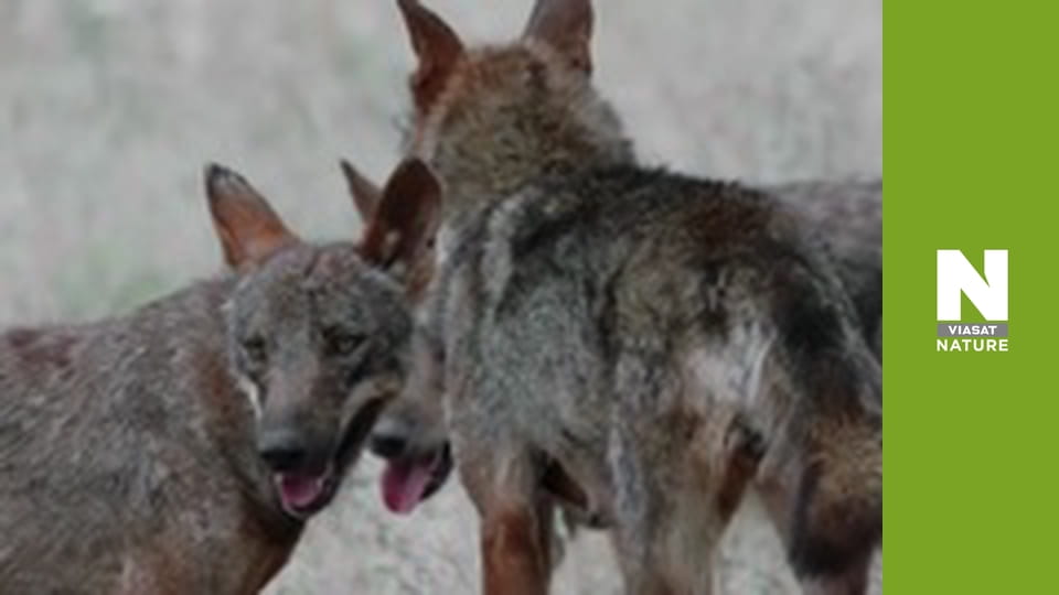 Wild Fighters - The Fight For Life