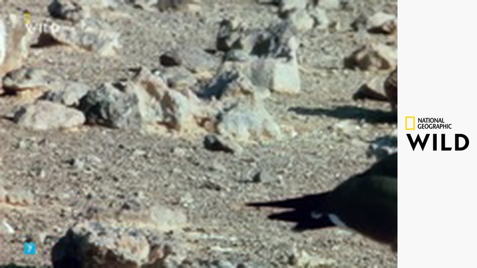 Затерянные царства Китая S1E5 - Лес золотистых обезьян