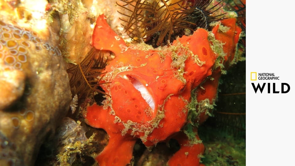 Дикая природа Филиппин S1E2 - Дикий рай