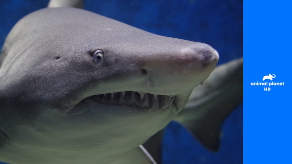 Погружение к акулам