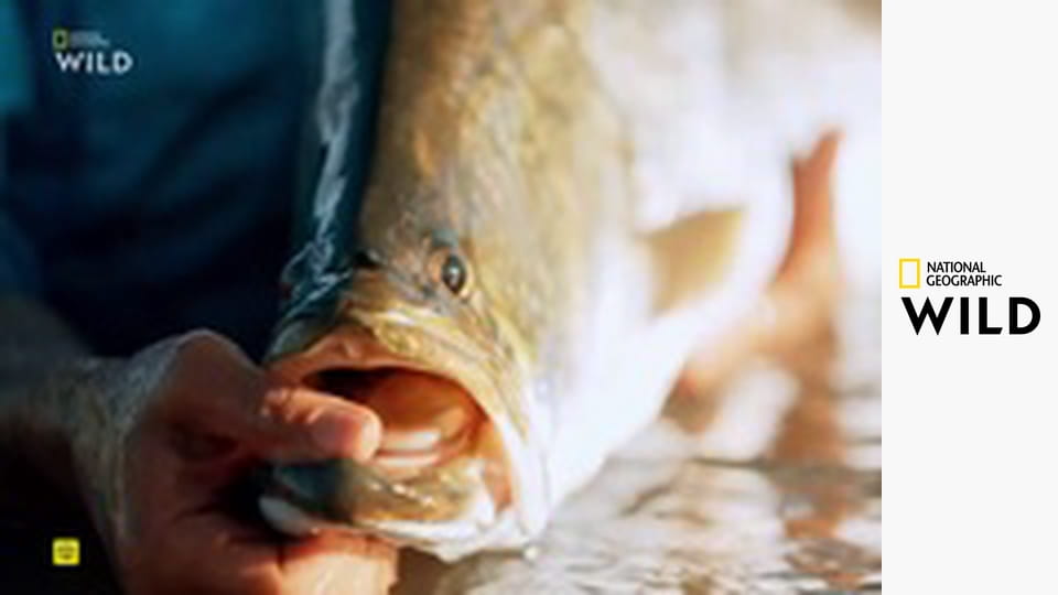 Построенный, чтобы выжить S1E3