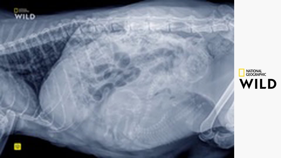 Невероятный доктор Пол S24E3