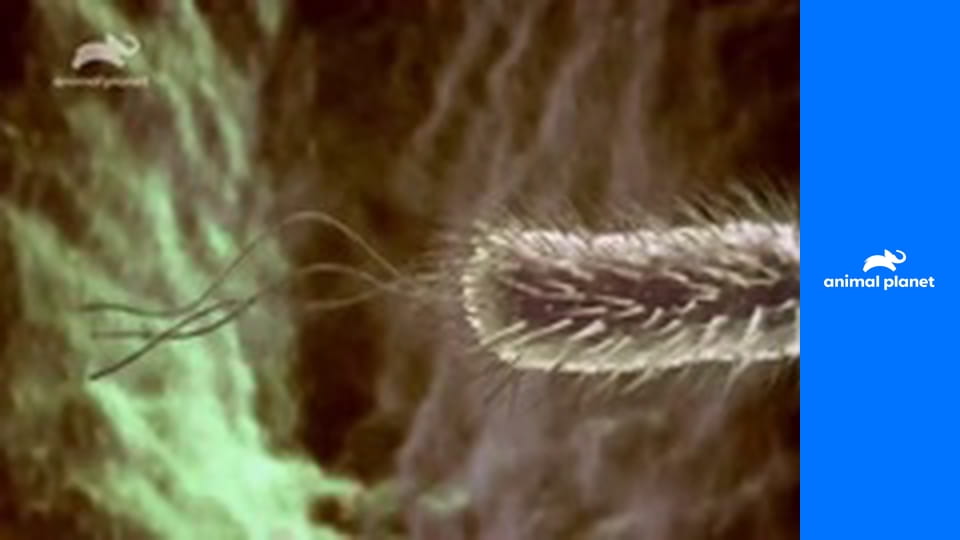 Удивительный мир животных S1E29