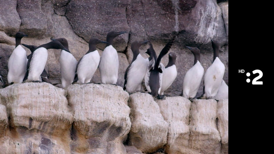 Byť tak zvieratkom E31 - Tuleň