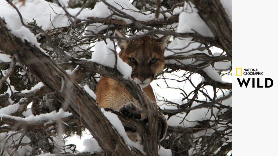 Пума против волка