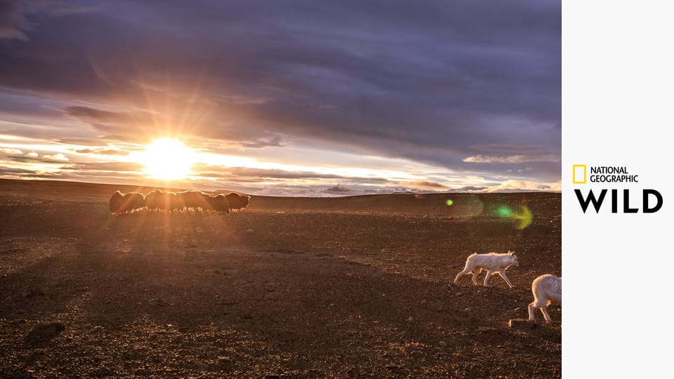 Королевство белого волка S1E3 - Последняя охота