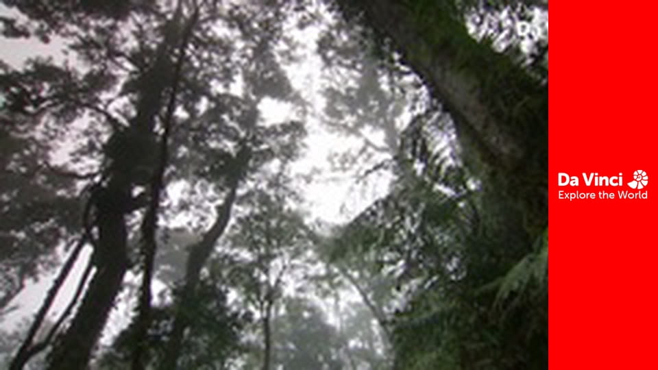 Animal Anarchists - The Pitcher Plant and a Very Sweet Trap