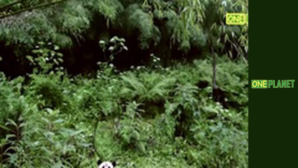 Четыре сезона в королевстве панд, 1 эп.