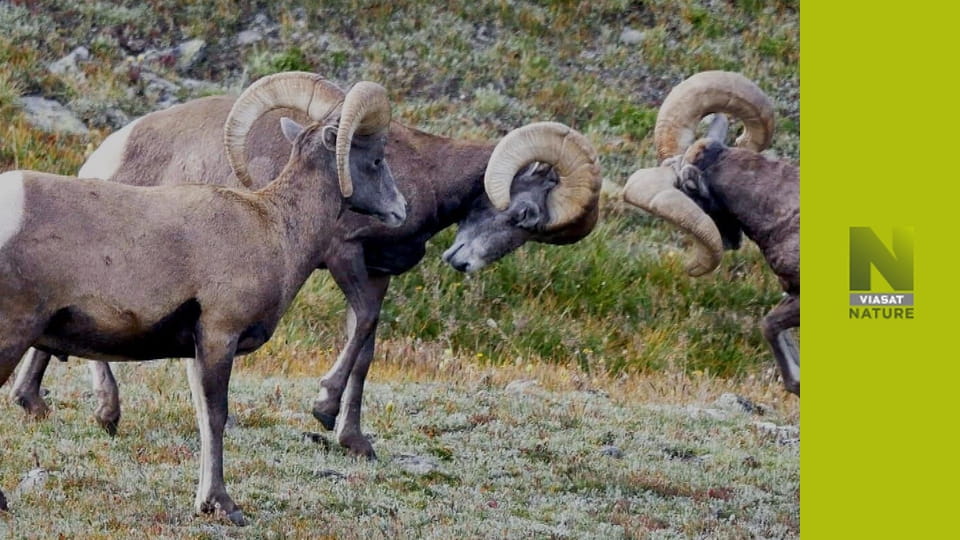 Дика природа Європи S2E2 - Шакал звичайний