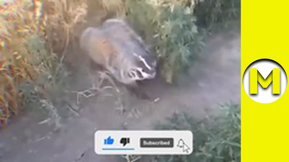 Max TV - season 1 - episode 56