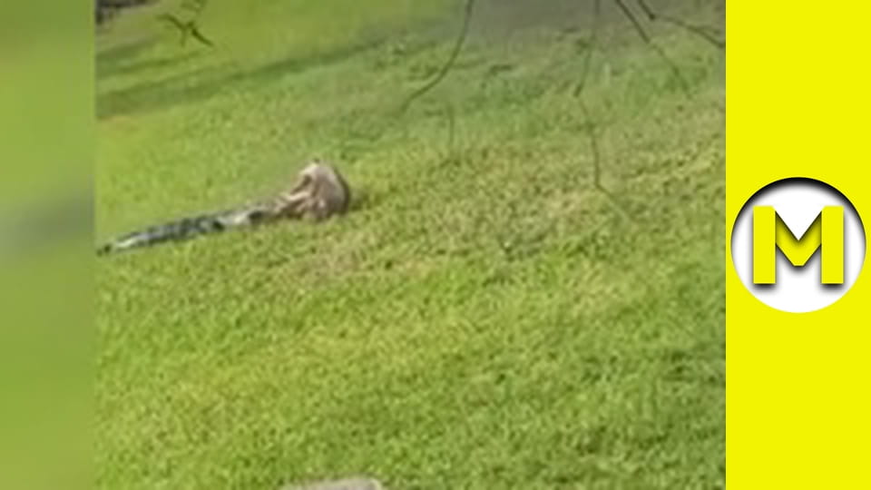 Max TV - season 1 - episode 129