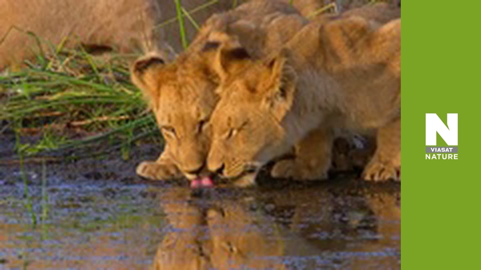Massive Africa - Okavango Swamps