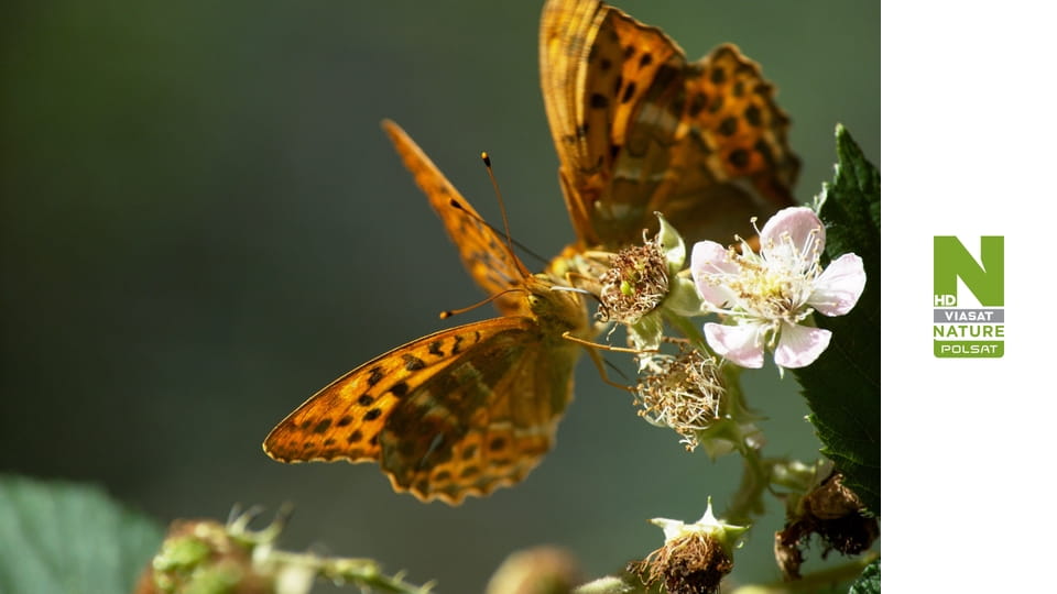 W powietrzu S1E4 - Ścieżka lotu