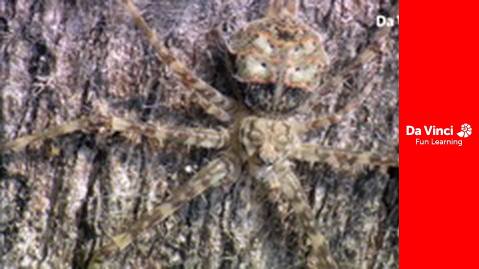 Know it All - How Did the Leopard Get its Spots?