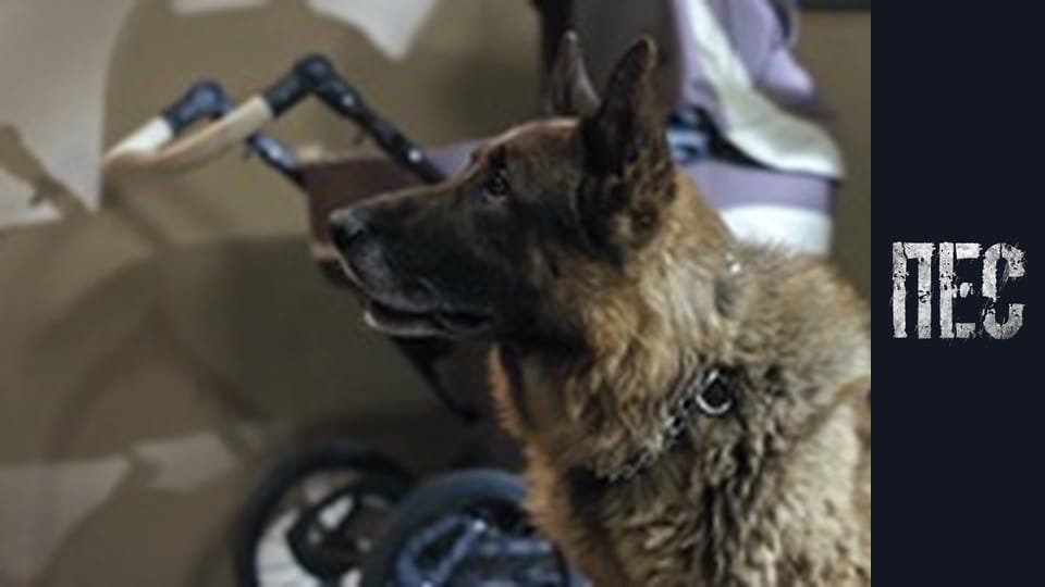 Dog, Season 6, Episode 7