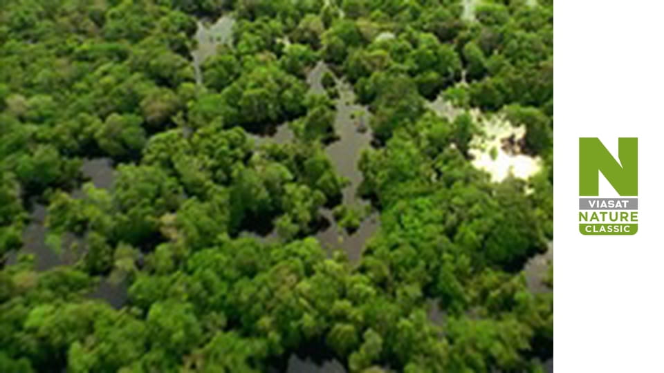 Wildest Latin America - The Pantanal