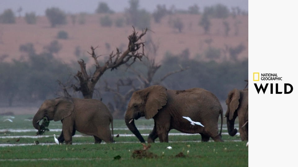 Испытания в дикой природе S1E3 - Рукавица