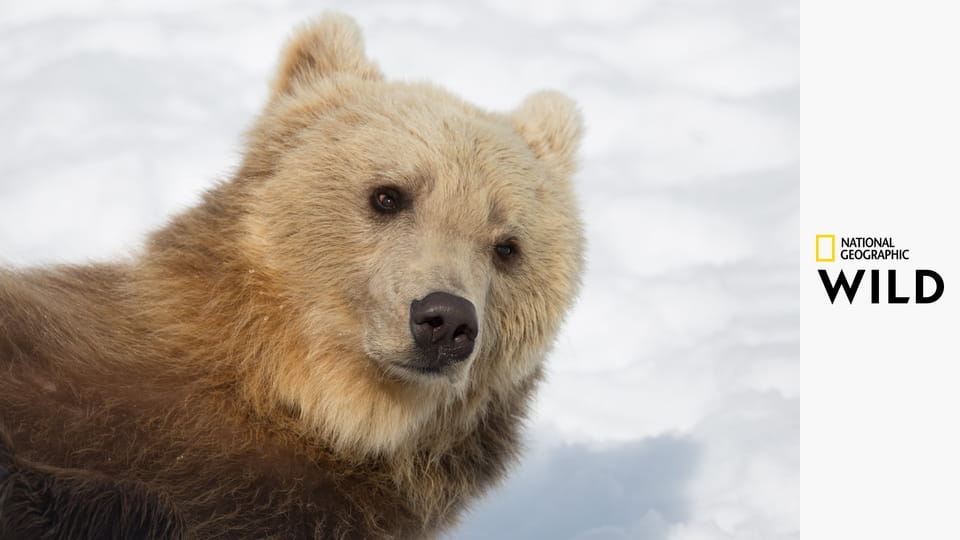 Зима медведя