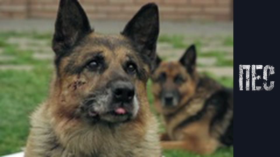 Dog, Season 6, Episode 16