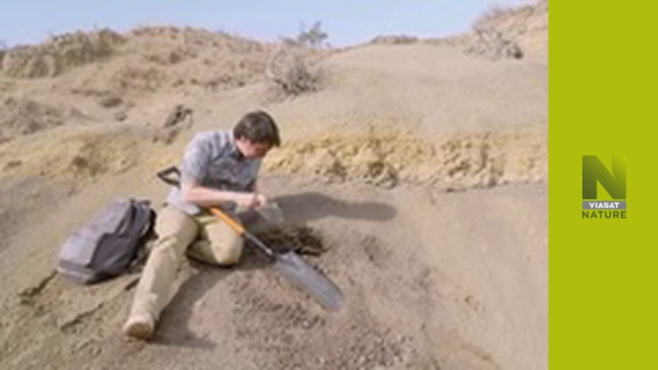 Kto prežil pád asteroidu (2)