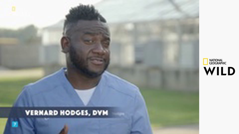 Príšerky v opatere južanských veterinárov II (2)