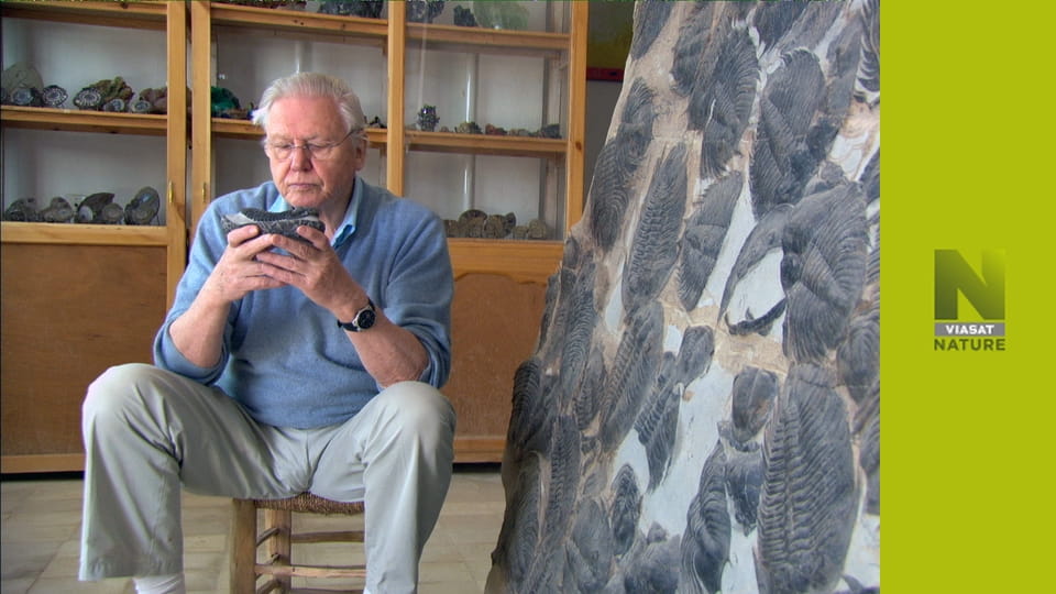 Глобальні пригоди Аттенборо S1E4 - Уцілілі