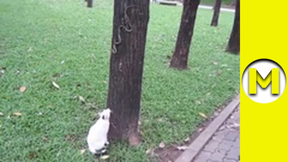 TOP (Max TV) - season 3 - episode 30