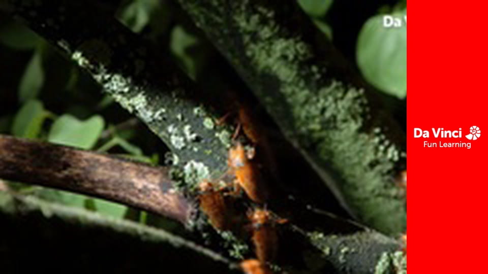 Know it All - Do Bugs Have Lucky Numbers?