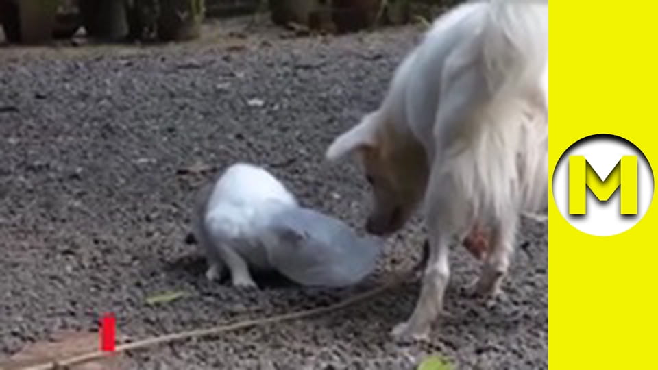 Max TV - season 1 - episode 51