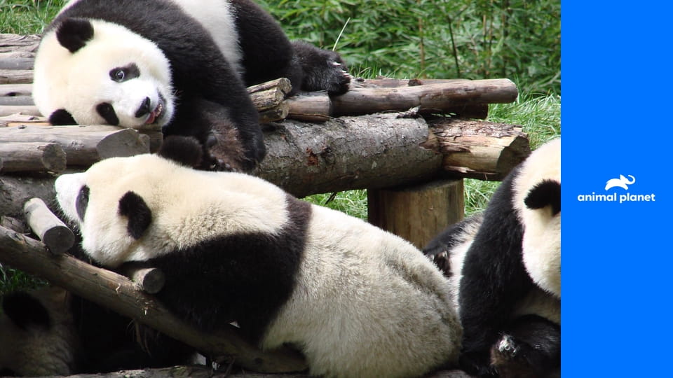 День в мире животных S1E2