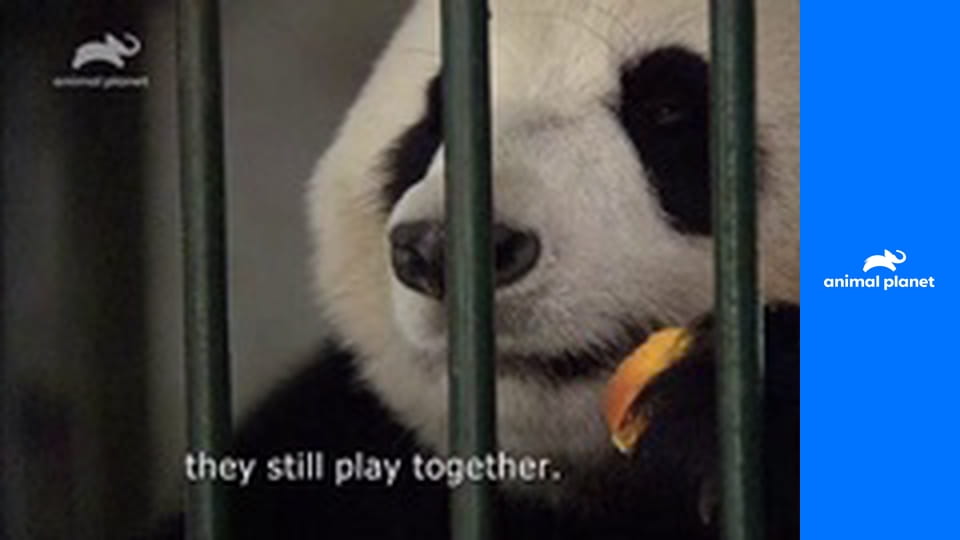 День в мире животных S1E2