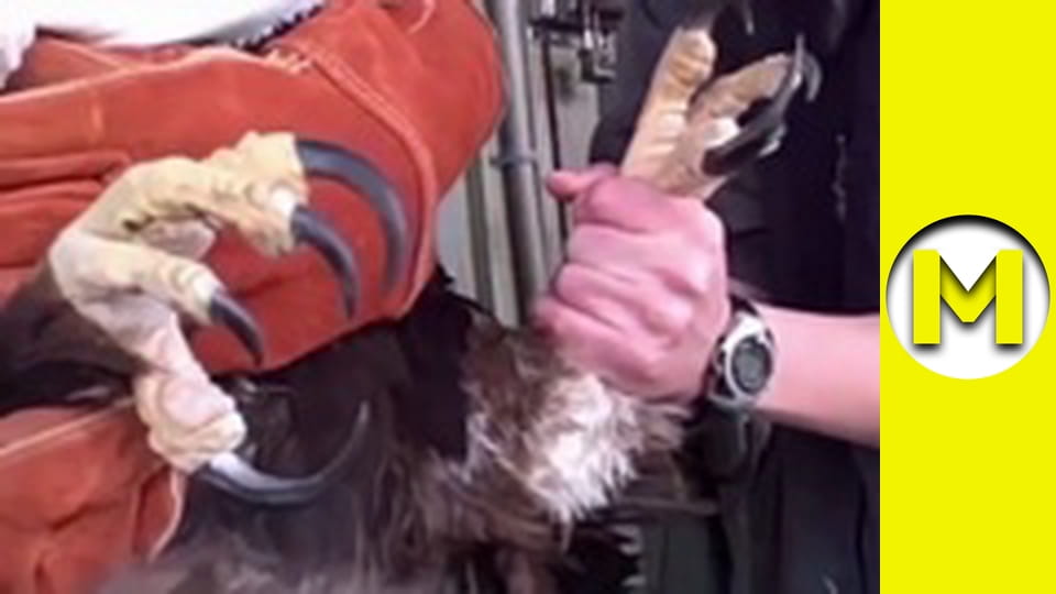 Max TV - season 1 - episode 105